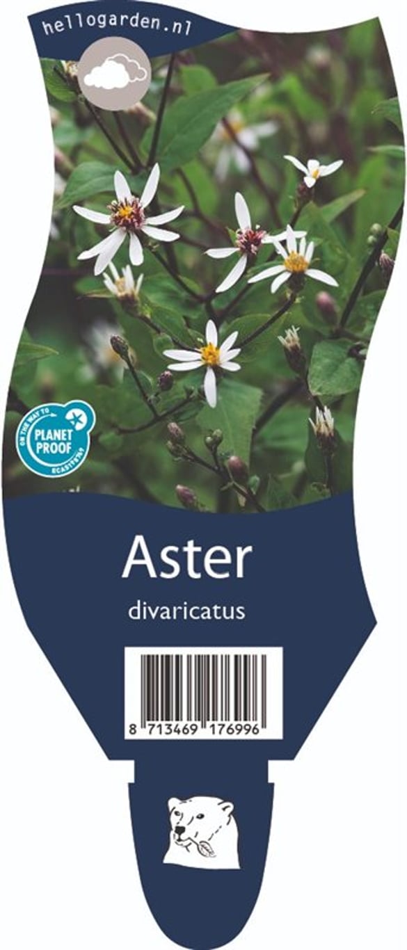 Aster divaricatus - P11